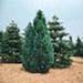 sm_chamaecyparis lawsoniana ´fletcheri´