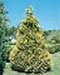 sm_chamaecyparis lawsoniana ´lane´