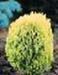 sm_chamaecyparis lawsoniana ´minima aurea´