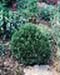 sm_chamaecyparis lawsoniana ´minima glauca´