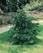 sm_chamaecyparis lawsoniana ´nidiformis´