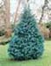 sm_chamaecyparis lawsoniana ´pembury blue´