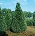 sm_chamaecyparis lawsoniana ´pottenii´
