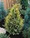 sm_chamaecyparis lawsoniana ´stardust´