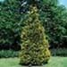 sm_chamaecyparis lawsoniana ´stewartii´