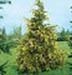 sm_chamaecyparis lawsoniana ´westermanii´