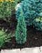 sm_chamaecyparis lawsoniana ellwood´s pillar ® ´flolar´