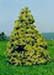 sm_chamaecyparis lawsoniana