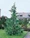 sm_chamaecyparis nootkatensis ´pendula´