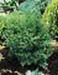 sm_chamaecyparis obtusa ´graciosa´