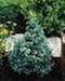 sm_chamaecyparis pisifera ´boulevard´