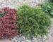 sm_chamaecyparis pisifera ´filifera aurea´
