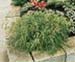 sm_chamaecyparis pisifera ´nana´