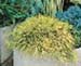 sm_chamaecyparis pisifera ´sungold´
