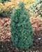 sm_chamaecyparis thyoides ´red star´