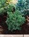 sm_cryptomeria japonica ´elegans nana´