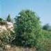 sm_cryptomeria japonica ´elegans viridis´