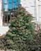 sm_cryptomeria japonica ´elegans´