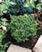 sm_cryptomeria japonica ´vilmoriniana´
