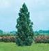 sm_cryptomeria japonica