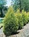 sm_cupressocyparis leylandii ´castlewellan gold´