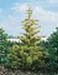 sm_cupressocyparis leylandii ´gold rider´