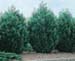 sm_cupressocyparis leylandii herculea ® ´miniver´