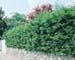 sm_cupressocyparis leylandii