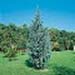 sm_cupressus arizonica ´fastigiata´