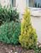 sm_cupressus macrocarpa ´goldcrest´