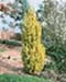 sm_cupressus macrocarpa ´golden pillar´