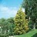 sm_cupressus macrocarpa ´lutea´