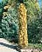 sm_cupressus sempervirens ´swane´s golden´