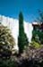 sm_cupressus sempervirens ´totem´