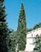 sm_cupressus sempervirens sancorey