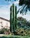 sm_cupressus sempervirens