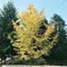 sm_ginkgo biloba