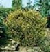 sm_juniperus chinensis ´plumosa aurea´