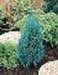 sm_juniperus chinensis ´stricta´