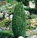 sm_juniperus communis ´compressa´