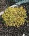 sm_juniperus communis ´depressa aurea´