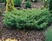 sm_juniperus communis ´depressed star´