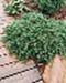 sm_juniperus communis ´green carpet´