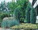 sm_juniperus communis ´hibernica´