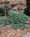 sm_juniperus communis ´hornibrooki´