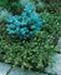 sm_juniperus communis ´repanda´