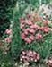 sm_juniperus communis ´sentinel´