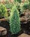 sm_juniperus communis ´suecica´