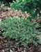 sm_juniperus conferta ´blue pacific´