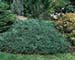 sm_juniperus horizontalis ´bar harbor´